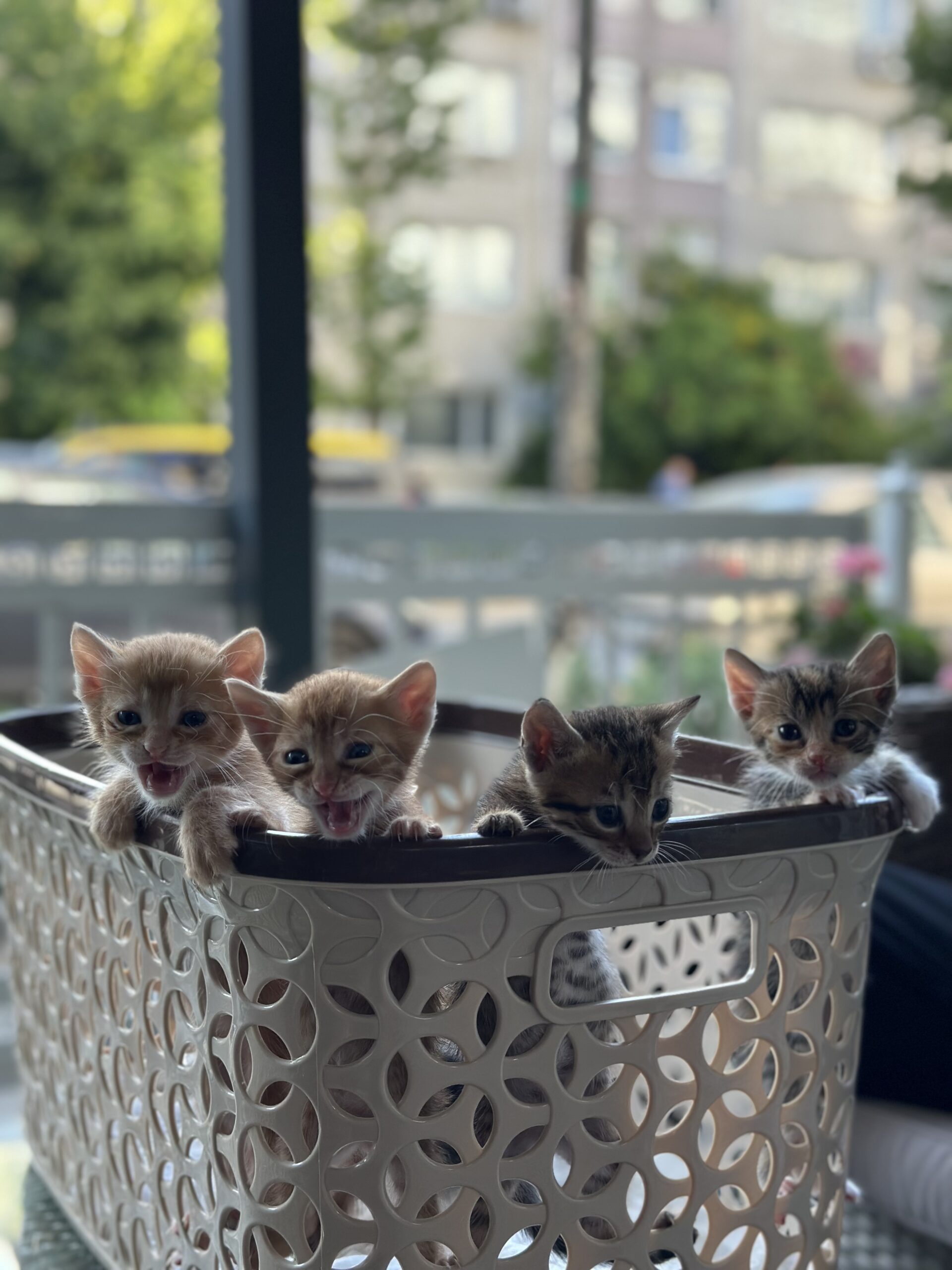 Cats
