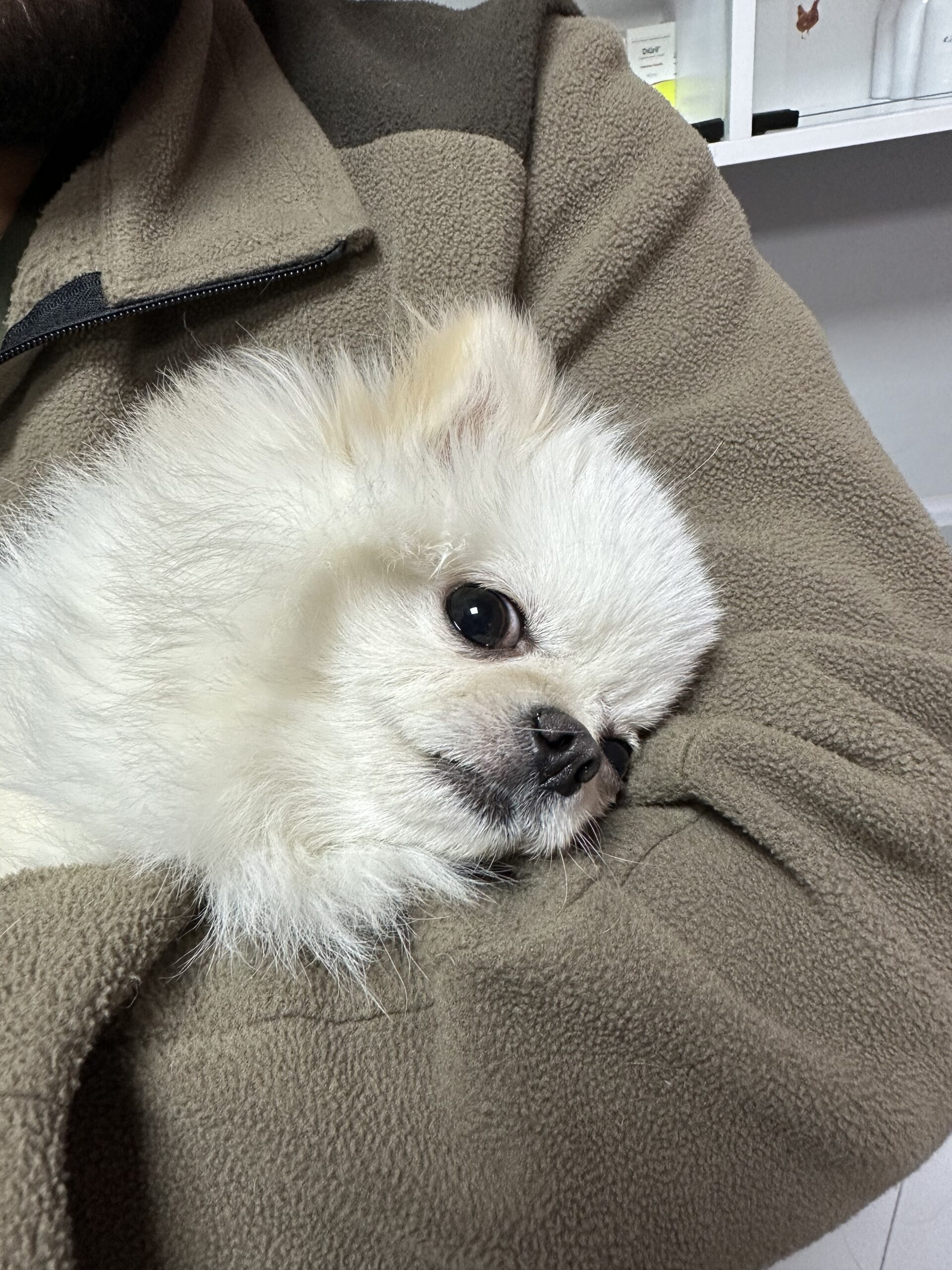 Dog - 2