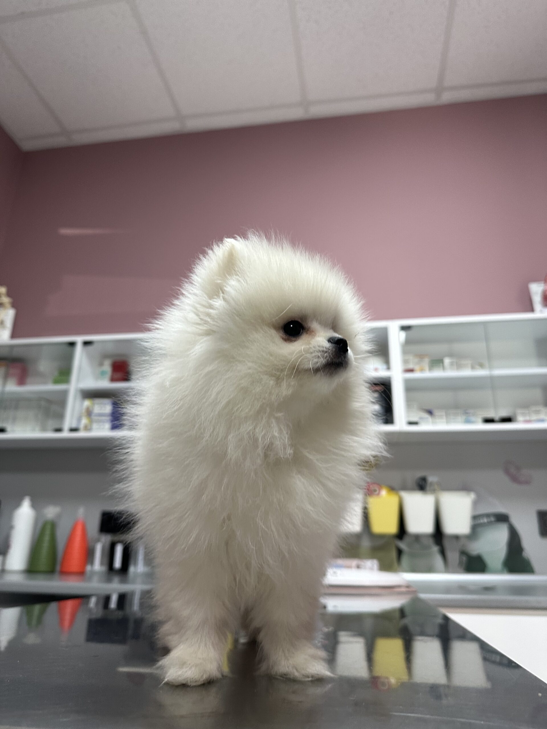 Dog